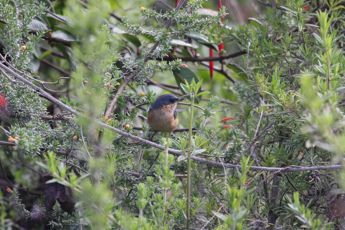 Rusty Flowerpiercer - ML616831125
