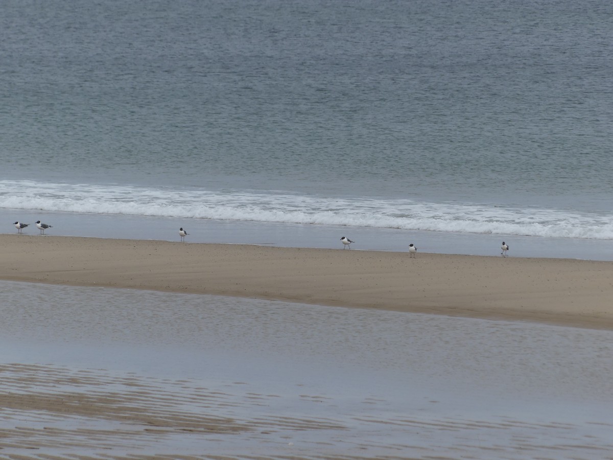 Laughing Gull - ML616831178