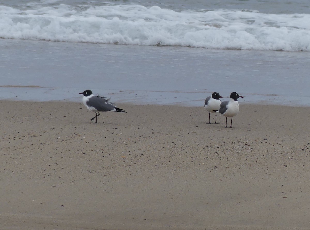 Laughing Gull - Jim Guion