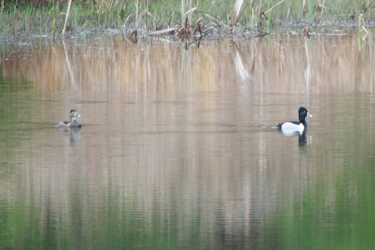 Ring-necked Duck - ML616831185