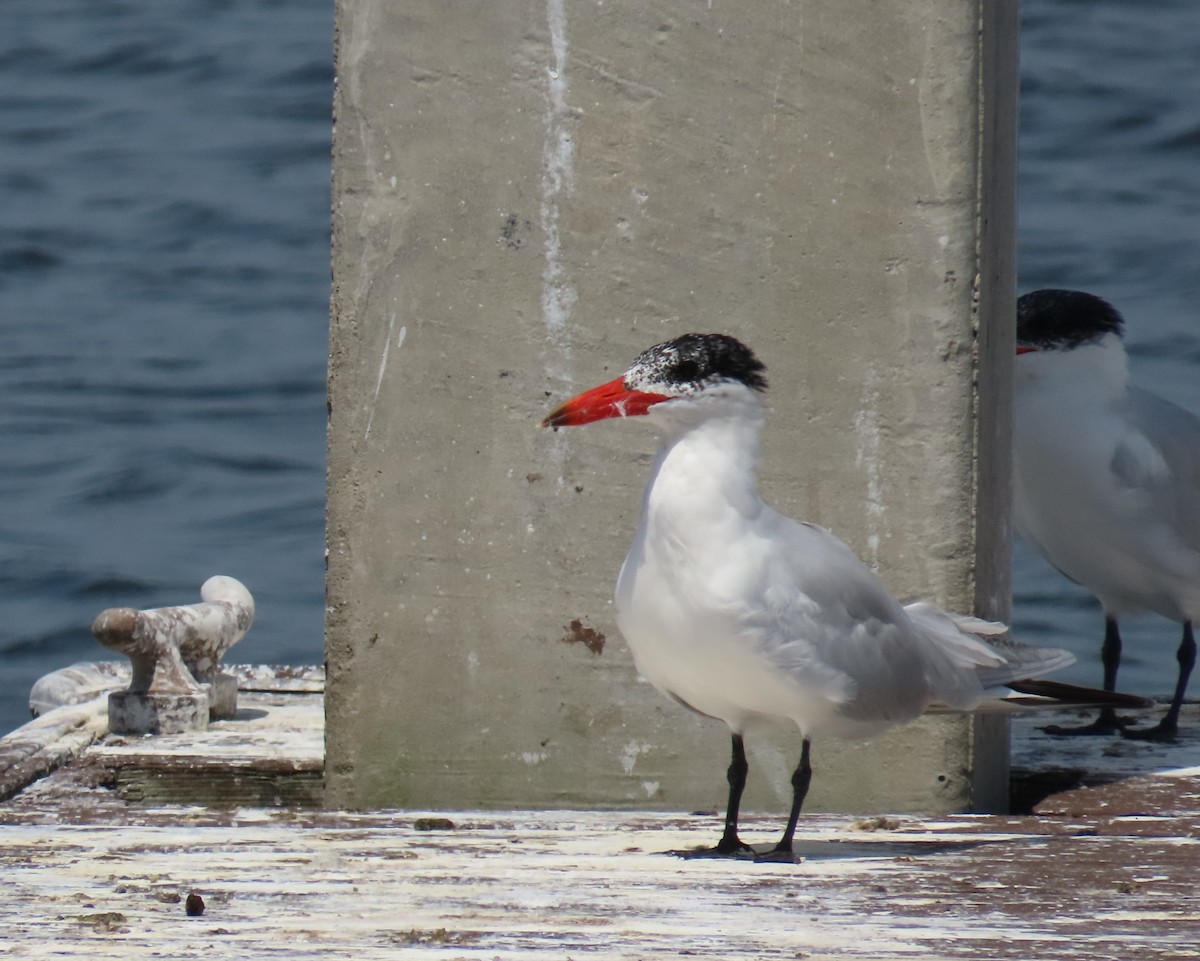 Caspian Tern - ML616831216