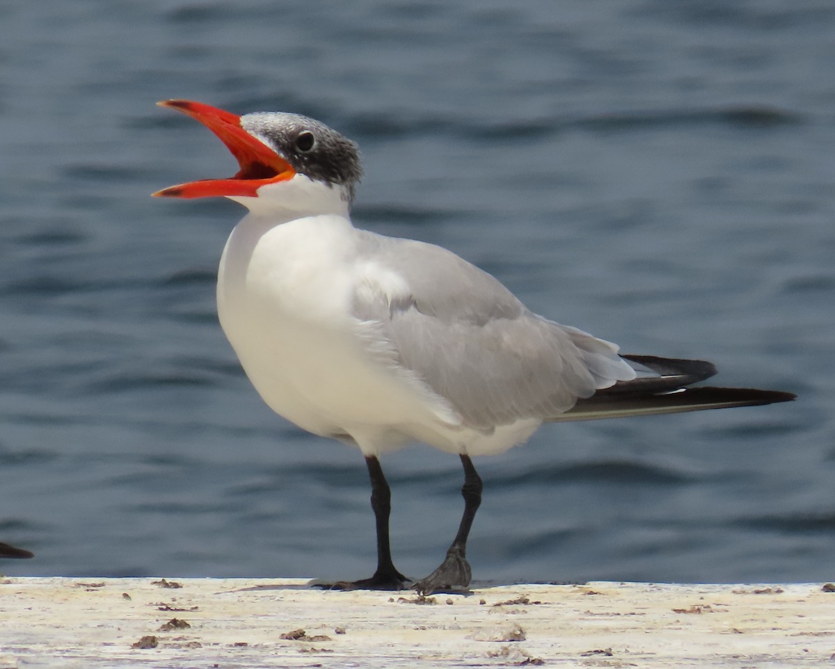 Caspian Tern - ML616831218