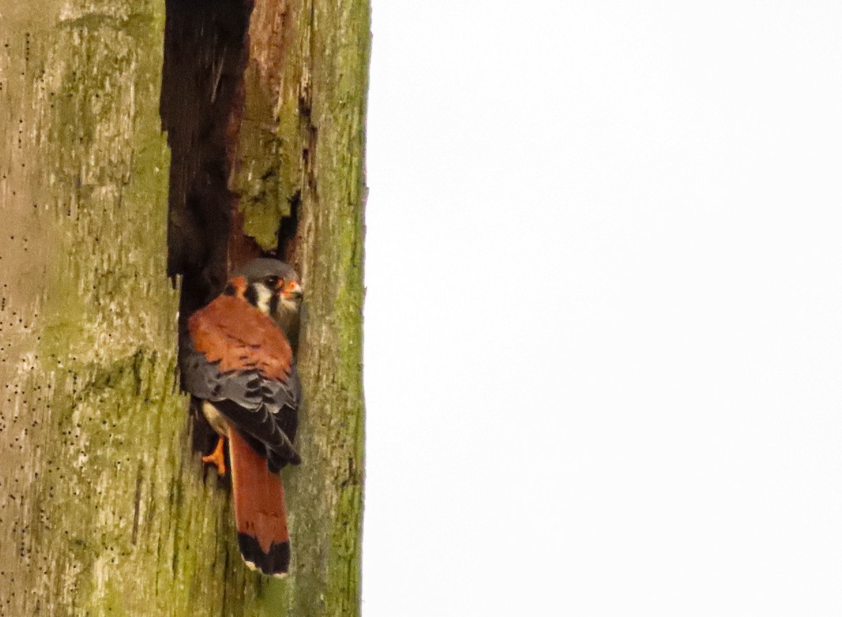 American Kestrel - Alejandro Williams Viveros