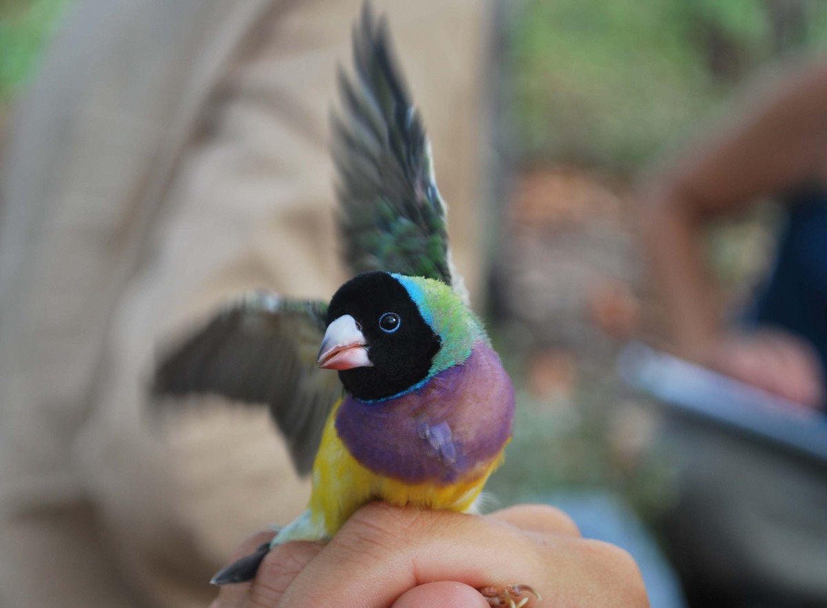 Gouldian Finch - Ryan Burnett