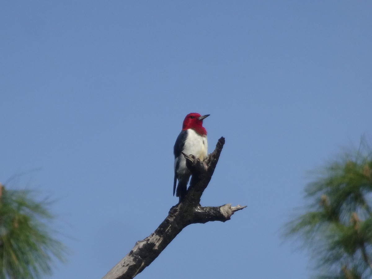 Red-headed Woodpecker - Jeff Olmstead