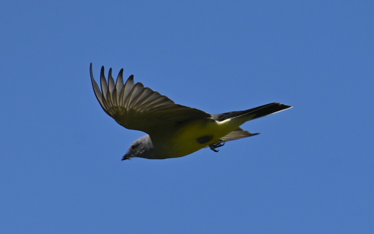 Western Kingbird - ML616831417