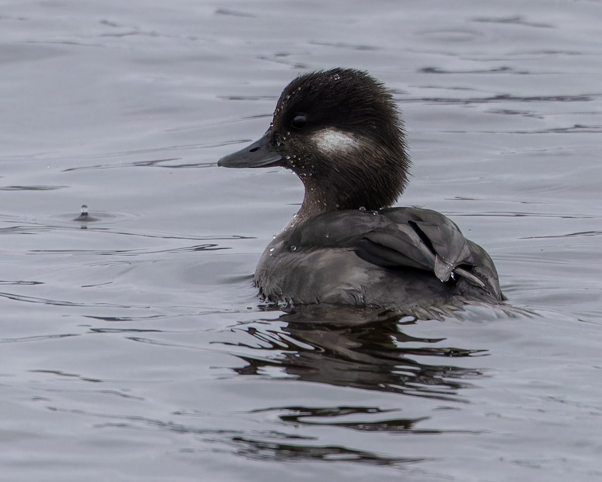 Bufflehead - ML616831454