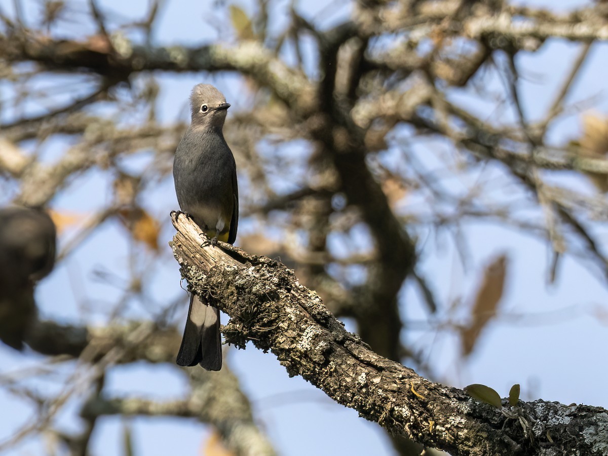 Gray Silky-flycatcher - ML616831478