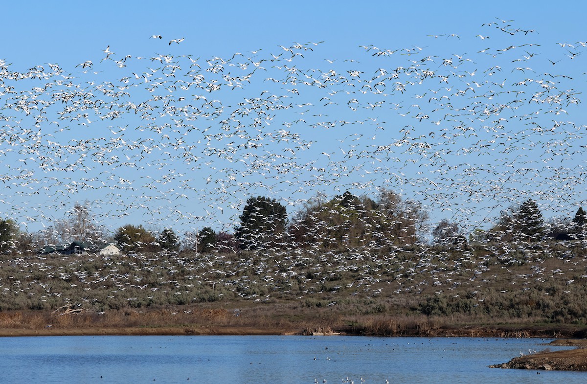 Snow Goose - Charlotte Byers