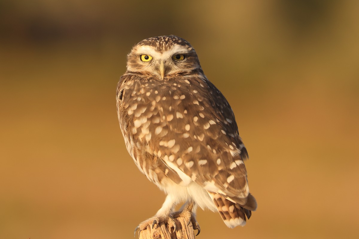 Burrowing Owl - Robert Hagen