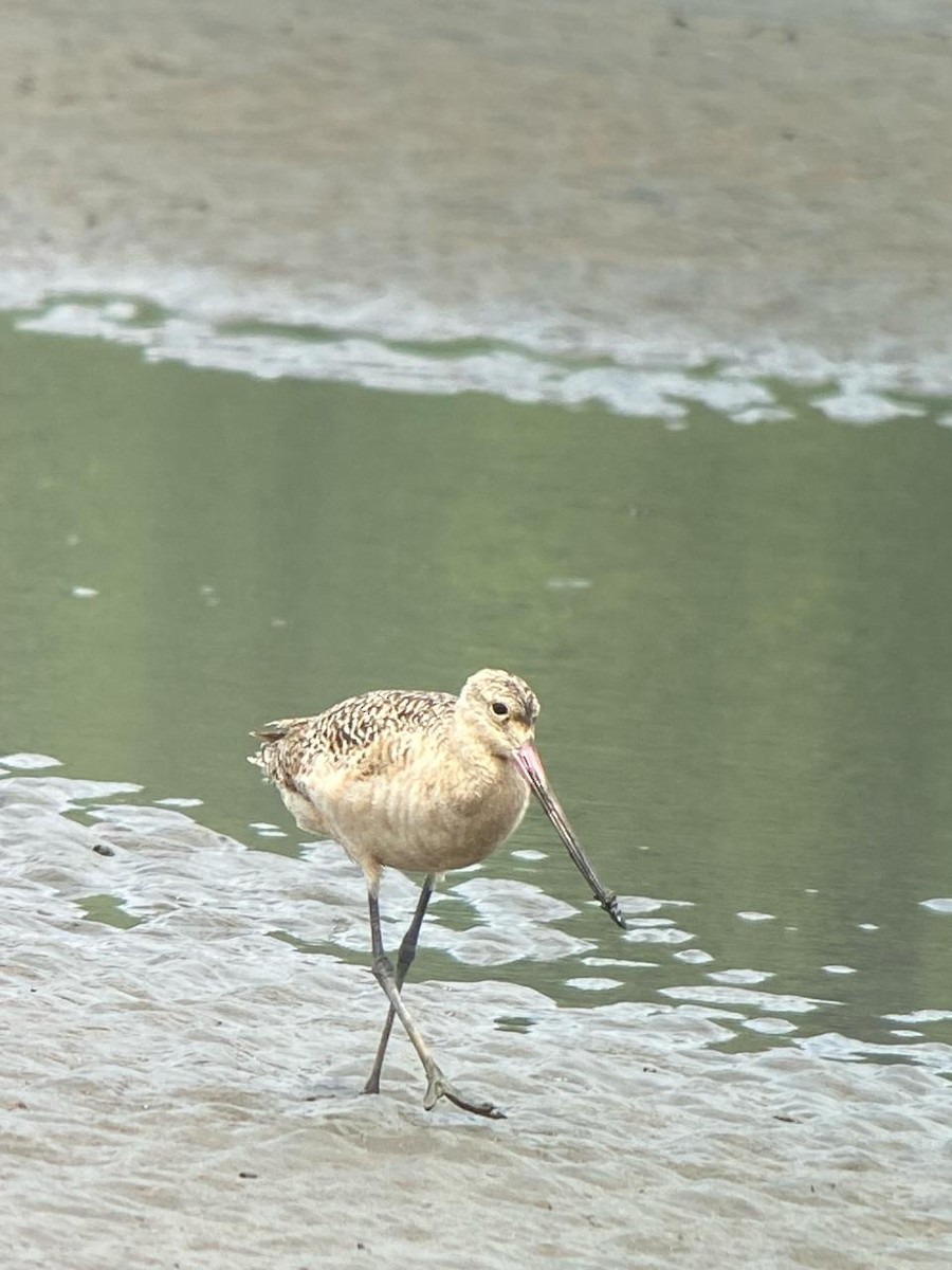 Marbled Godwit - Julian Parra Guía Bahia Solano