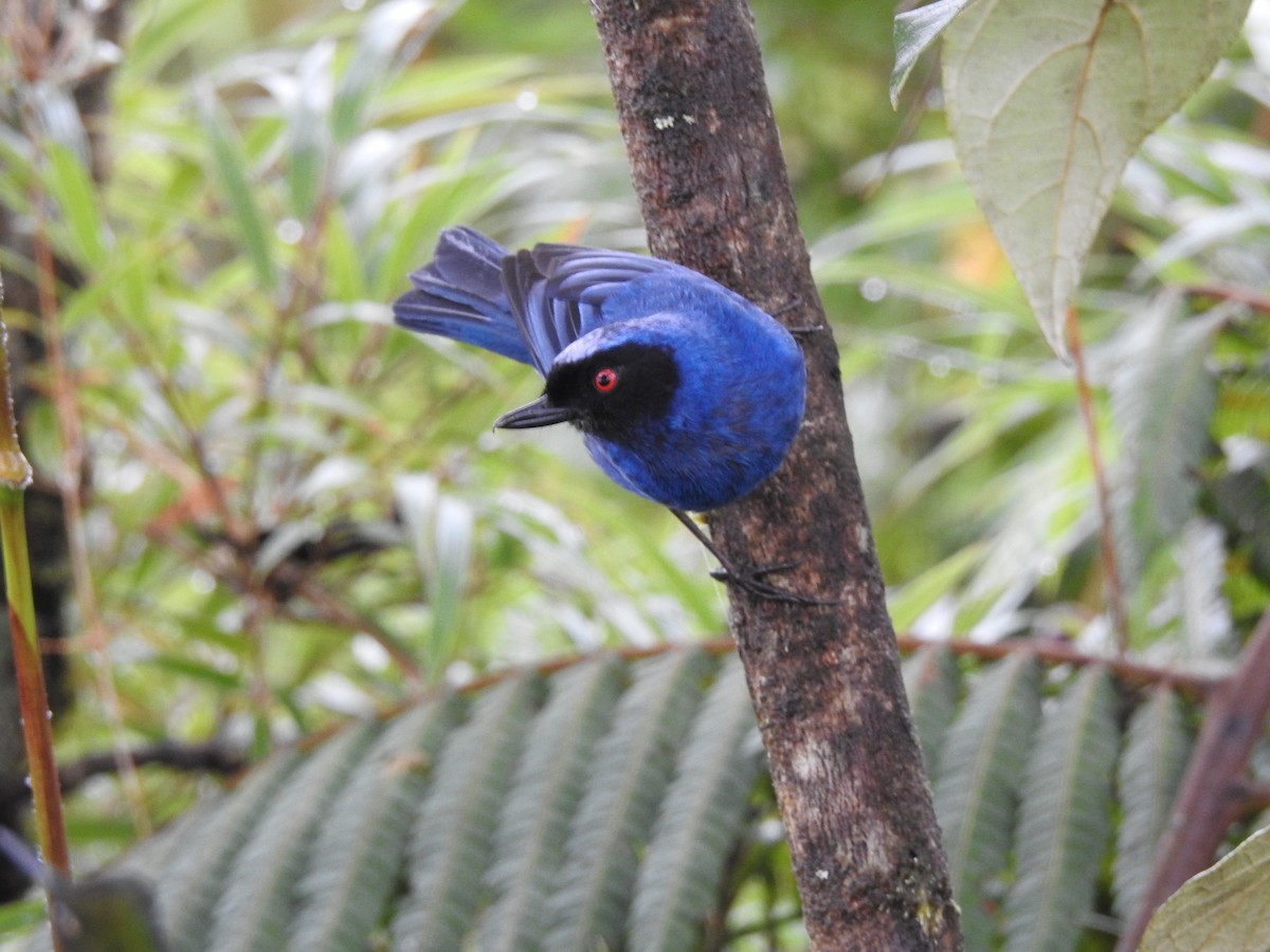 Masked Flowerpiercer - ML616831566