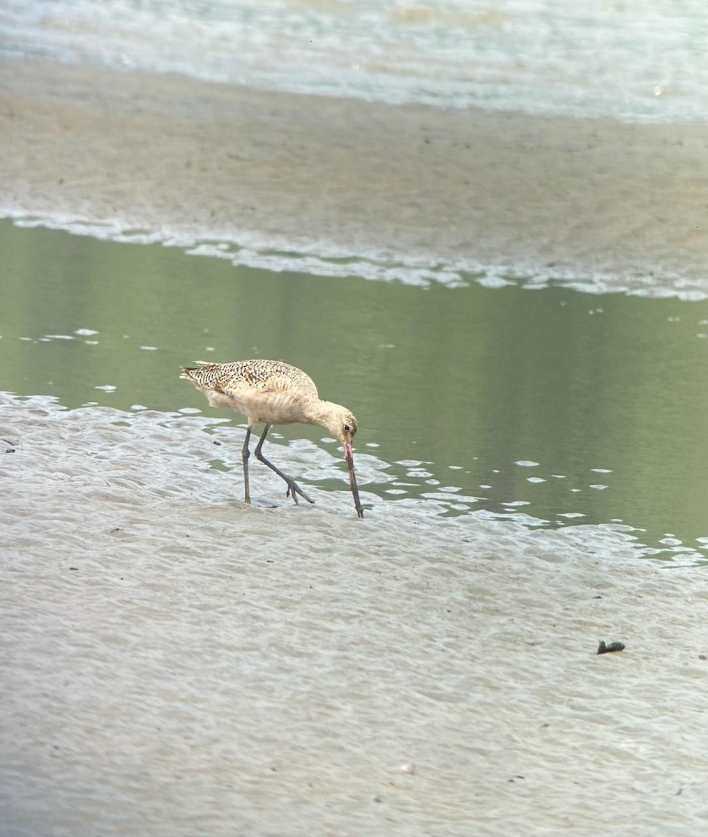 Marbled Godwit - ML616831568