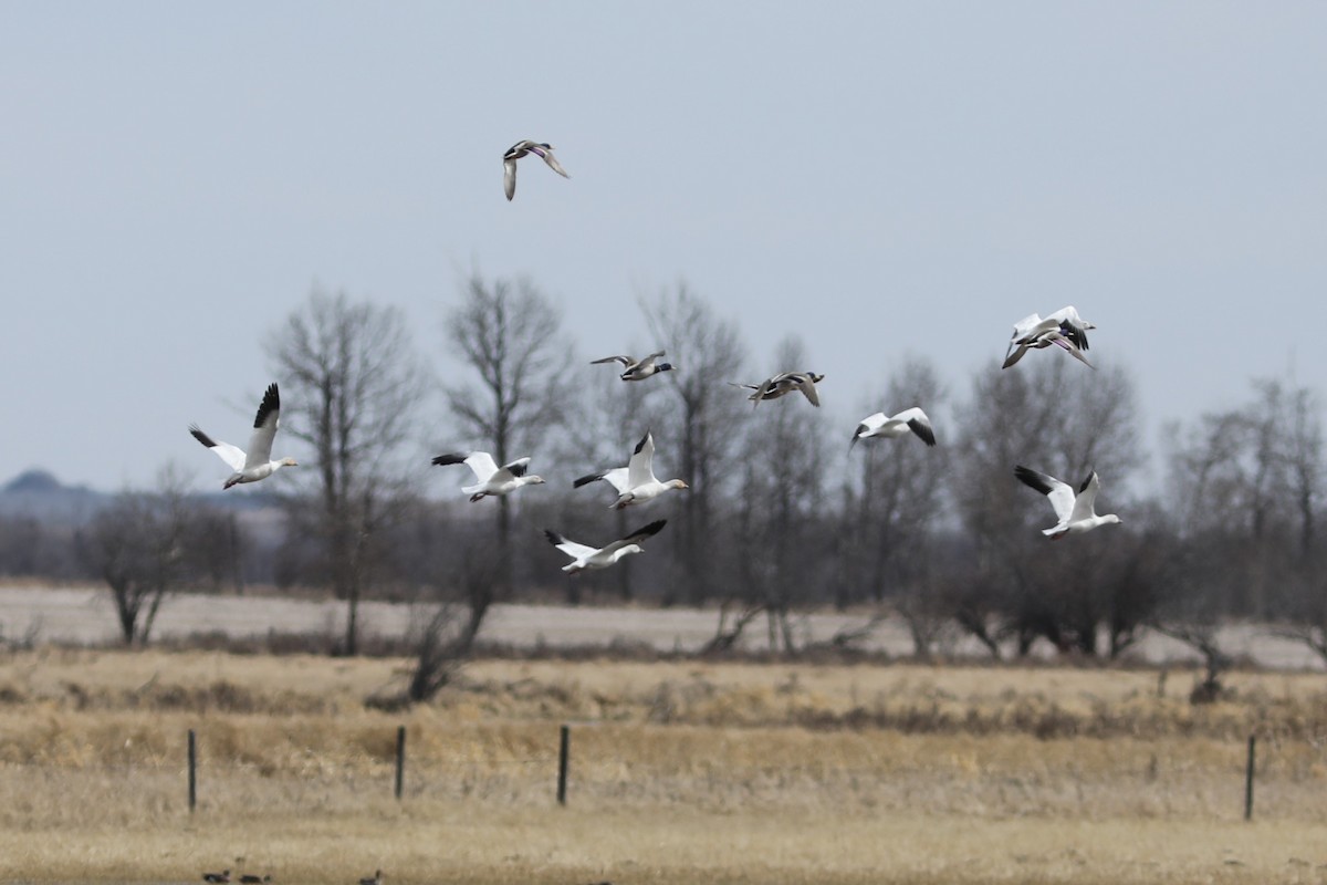 Snow Goose - ML616831615