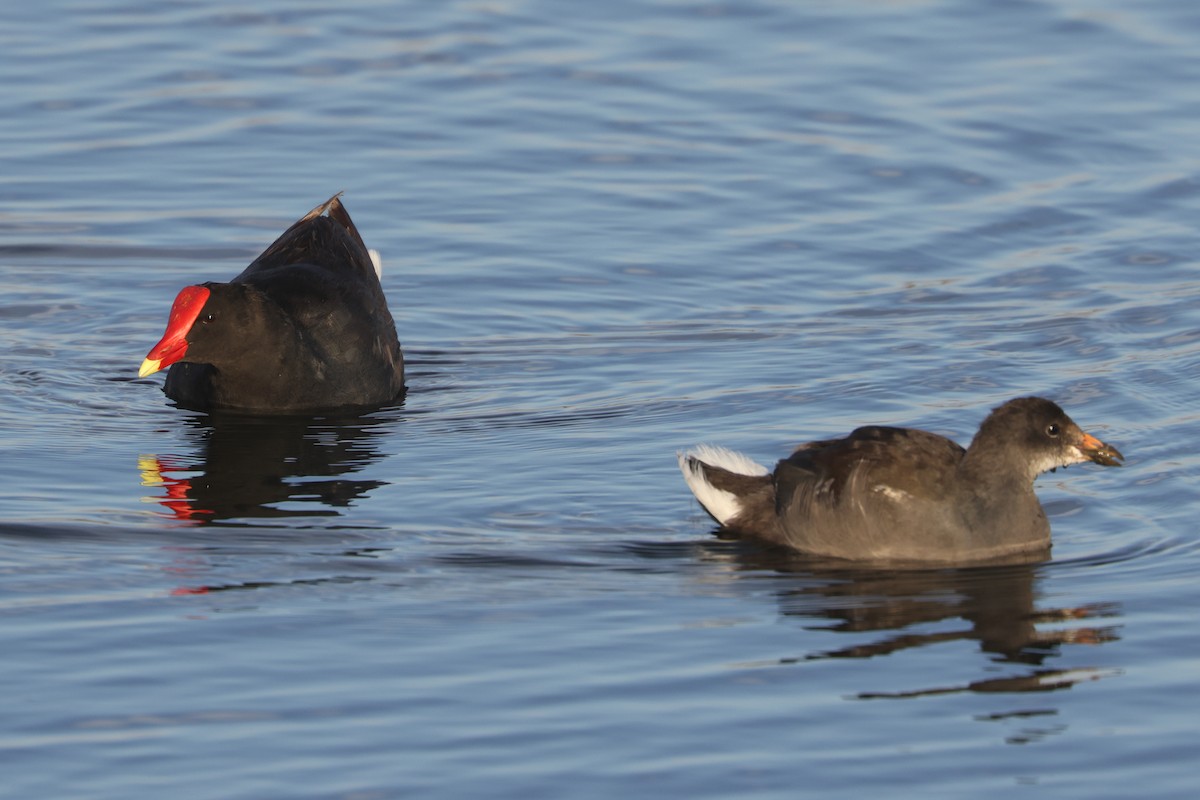 Gallinule d'Amérique - ML616831620