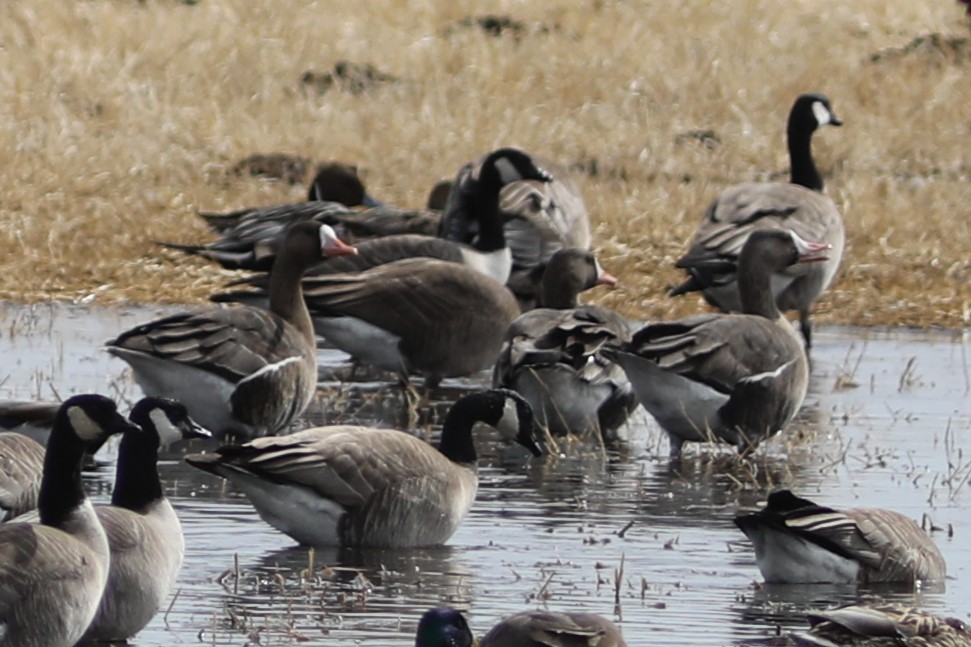 Greater White-fronted Goose - ML616831626