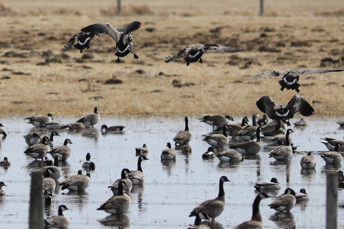 Canada Goose - ML616831635