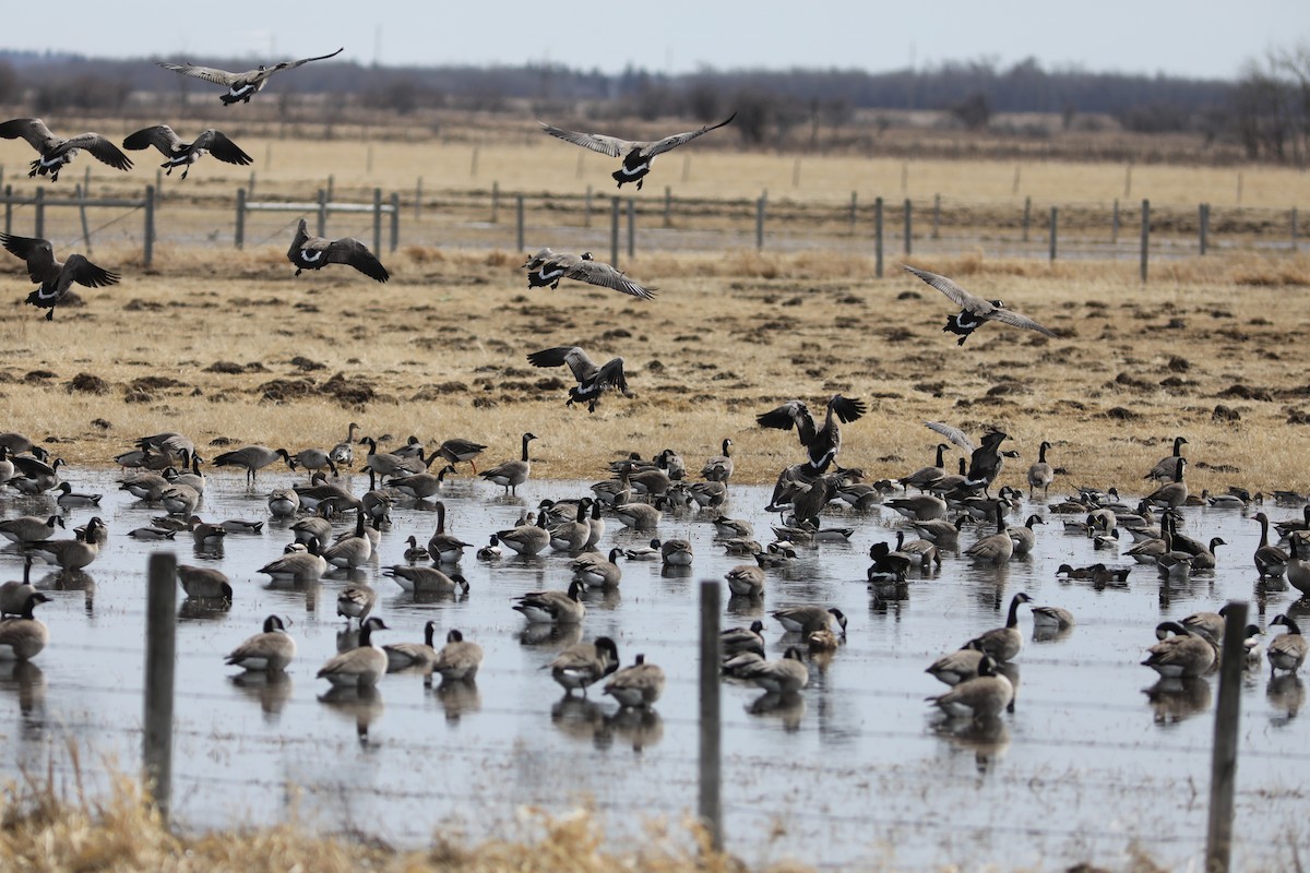 Canada Goose - ML616831637