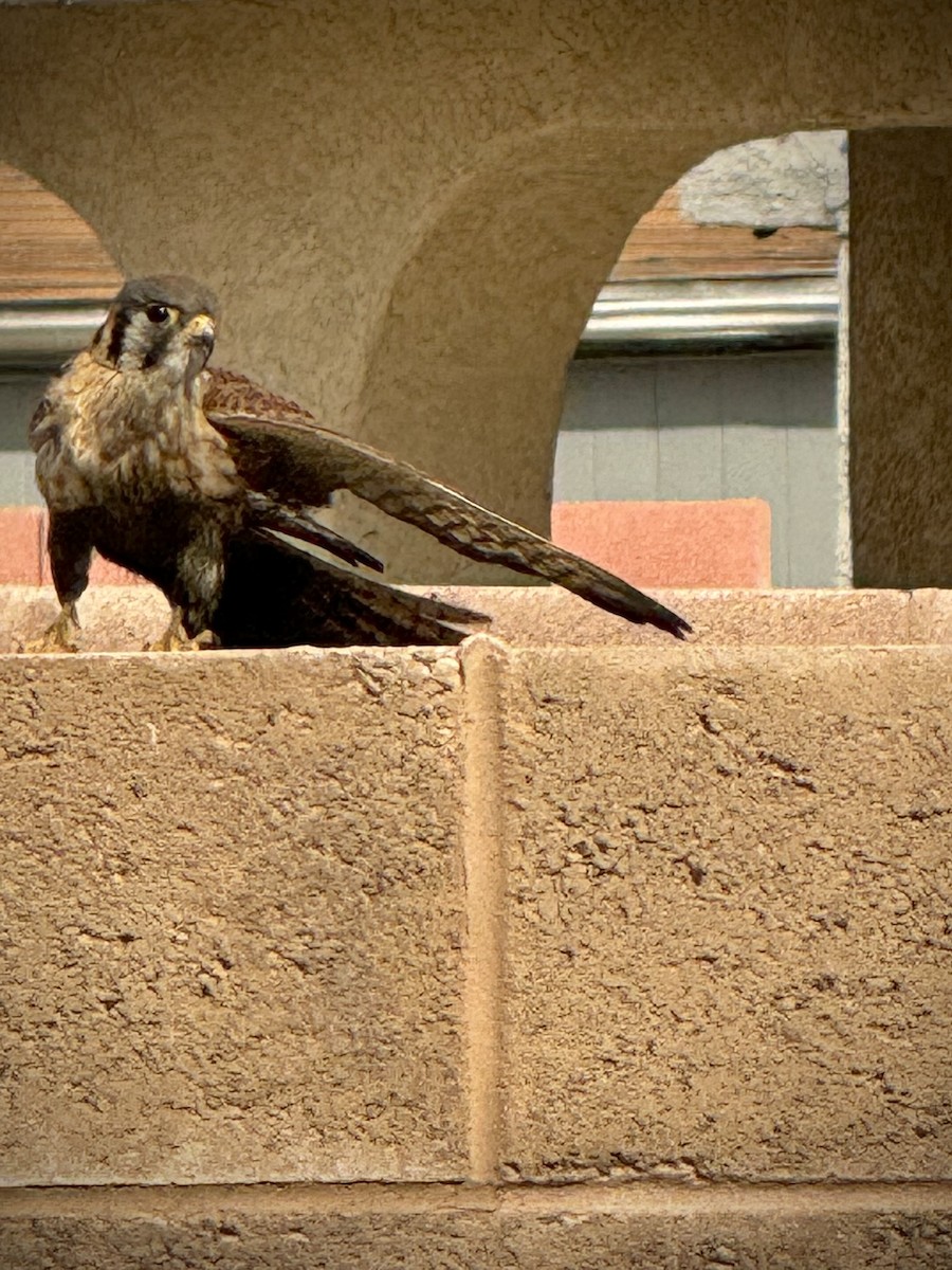 American Kestrel - ML616831658