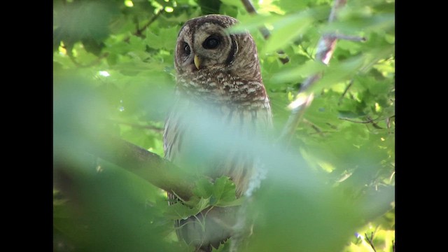 Barred Owl - ML616831670