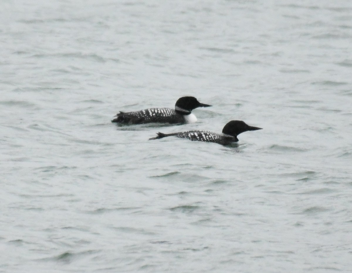 Common Loon - ML616831671