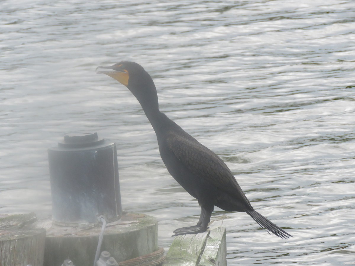 Great/Double-crested Cormorant - ML616831675