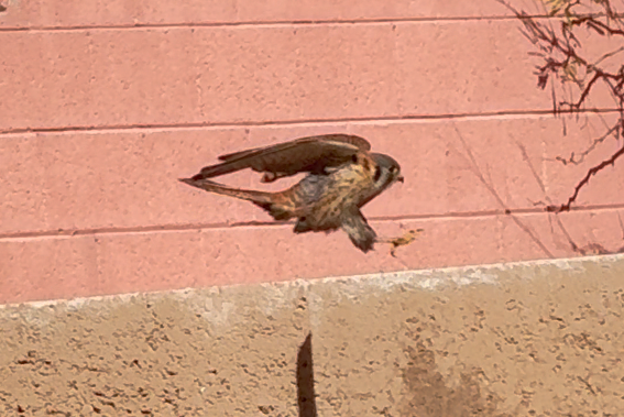 American Kestrel - ML616831695