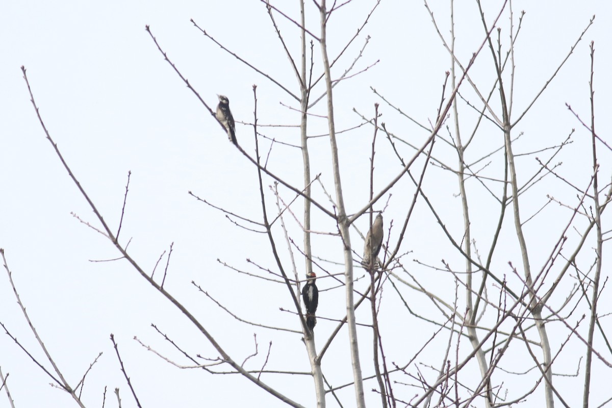 Downy Woodpecker (Pacific) - Spencer Hildie