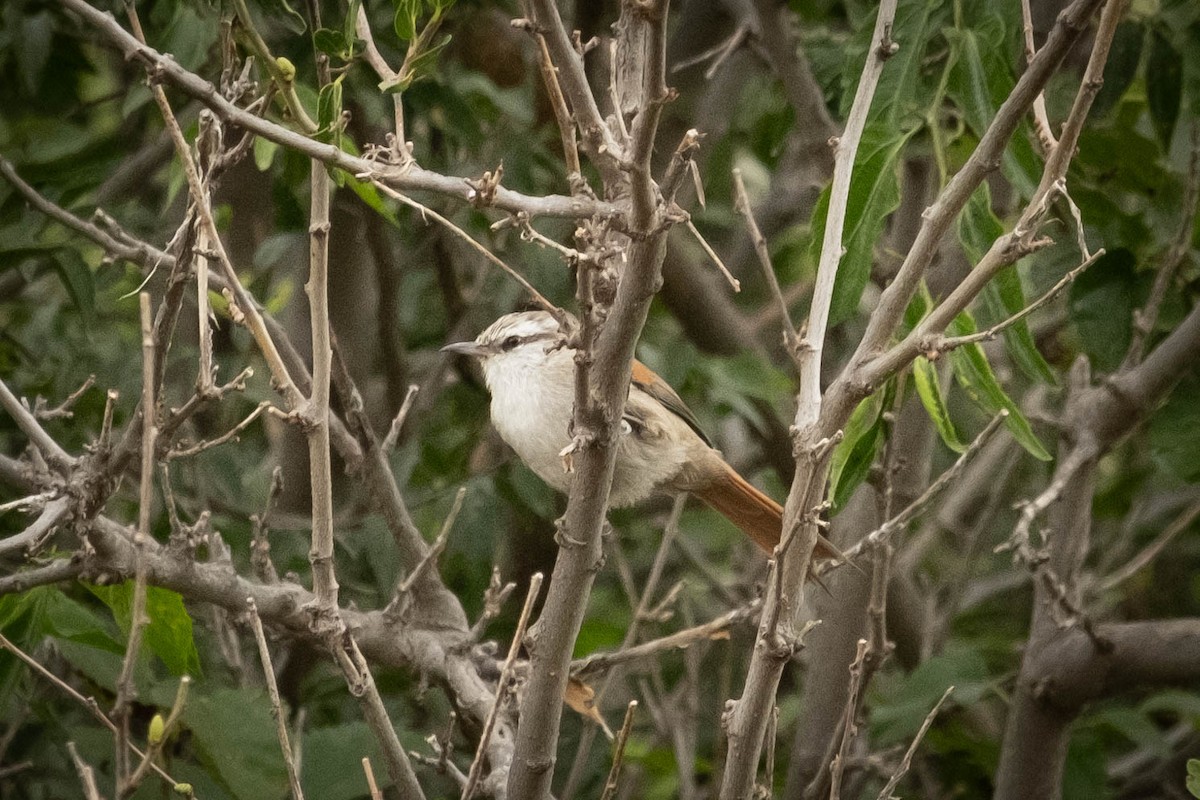 Stripe-crowned Spinetail - ML616831712