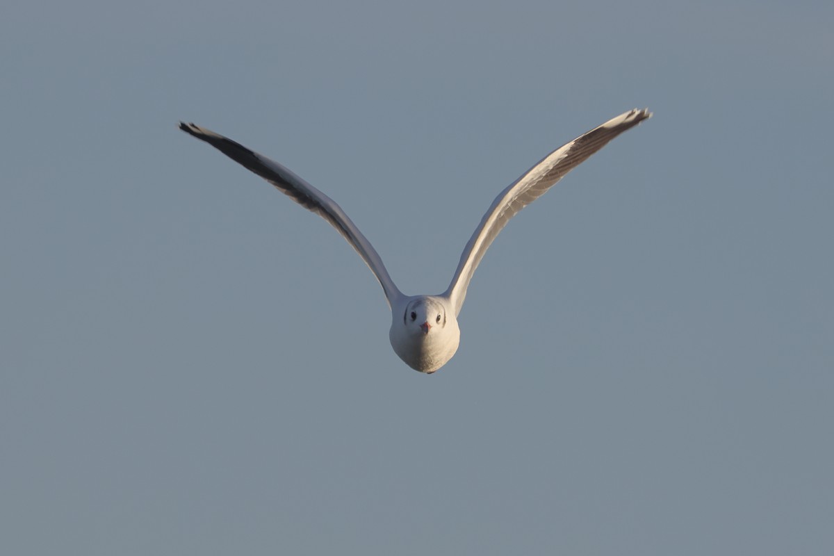 Brown-hooded Gull - Robert Hagen