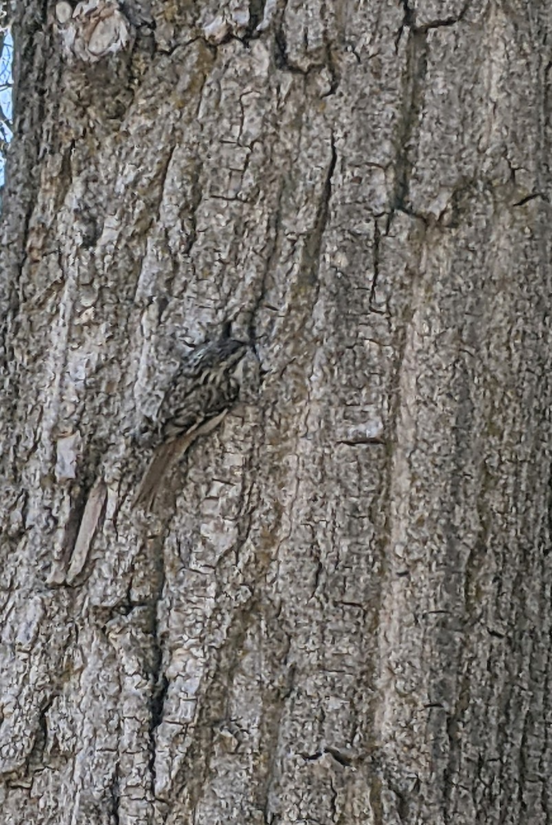 Brown Creeper - ML616831738