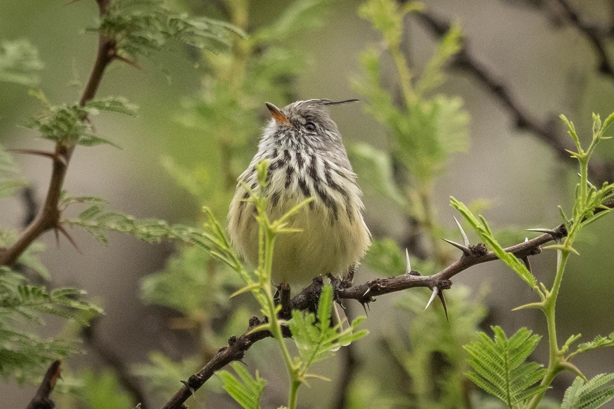 Yellow-billed Tit-Tyrant - ML616831742