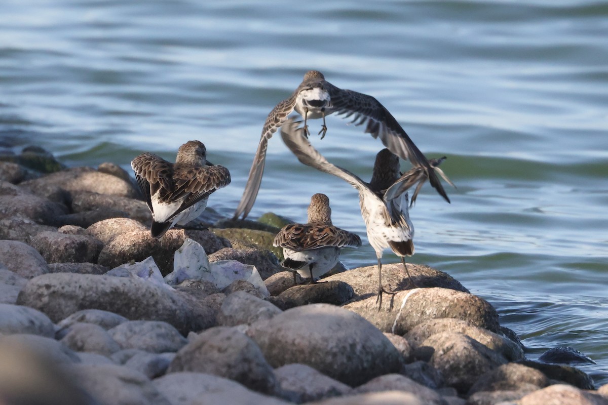 Weißbürzel-Strandläufer - ML616831852