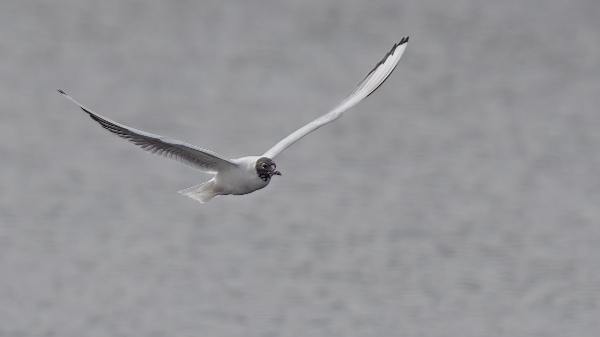 Gaviota Reidora - ML616831890
