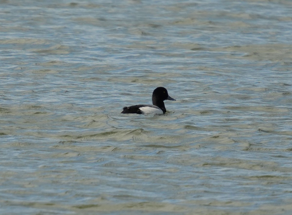 Greater Scaup - ML616831912