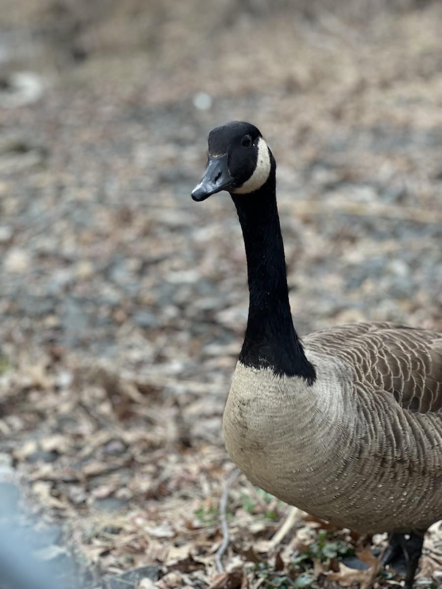 kanadagås - ML616831922