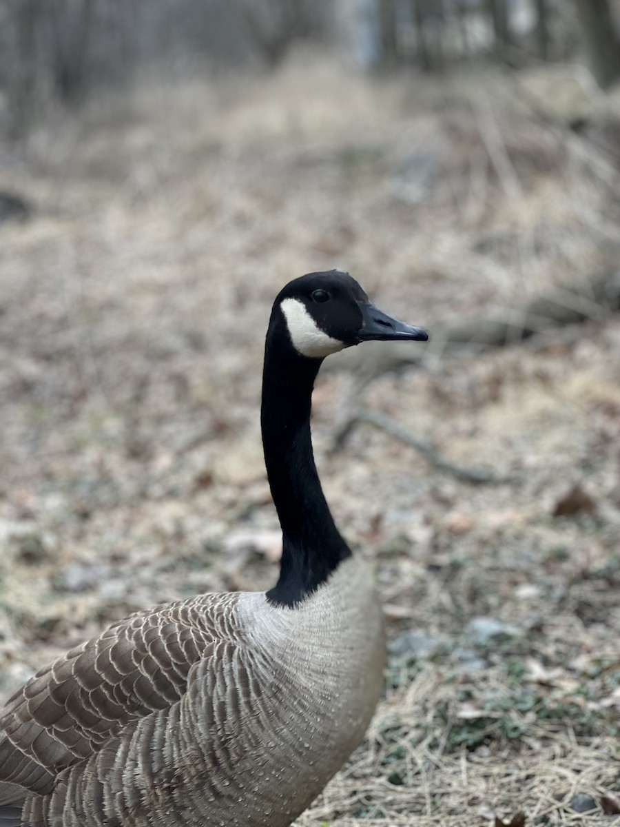 kanadagås - ML616831923