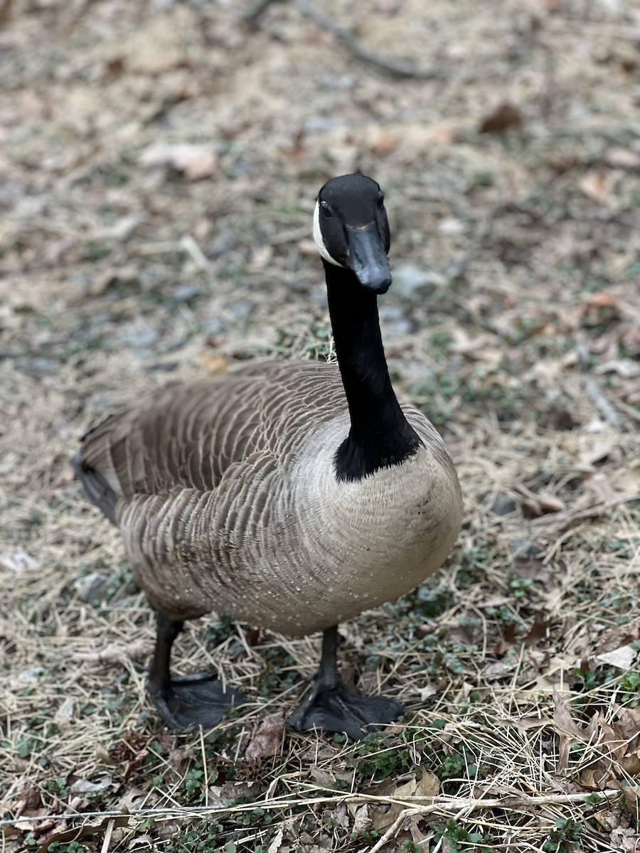 kanadagås - ML616831924