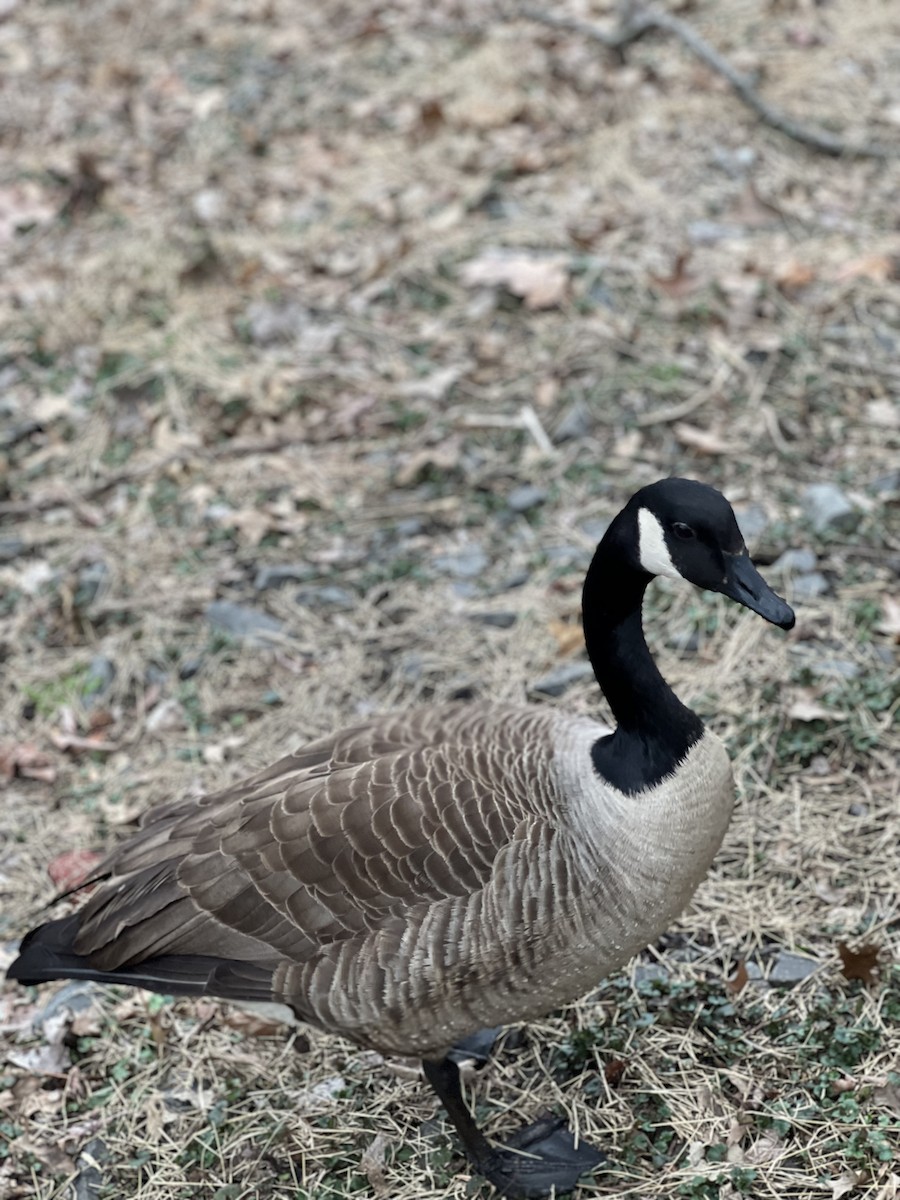 kanadagås - ML616831925