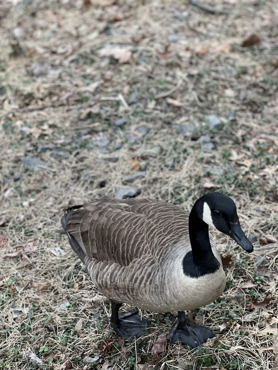 Canada Goose - ML616831926