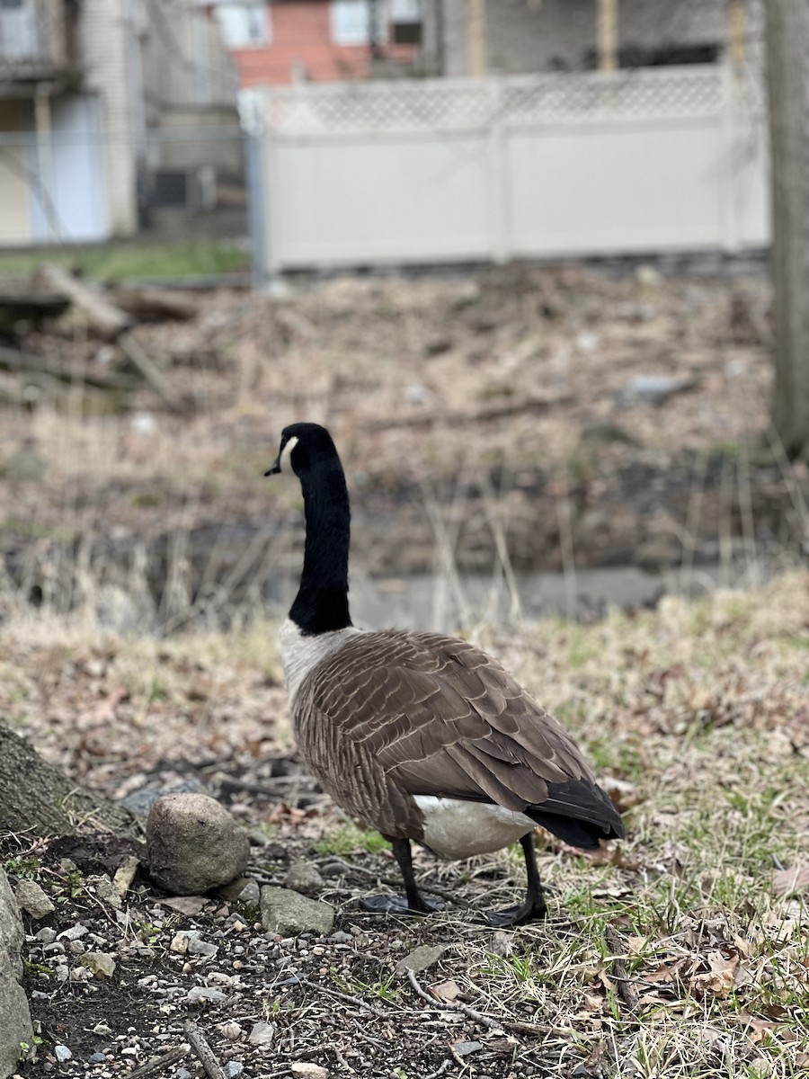 ברנטה קנדית - ML616831927