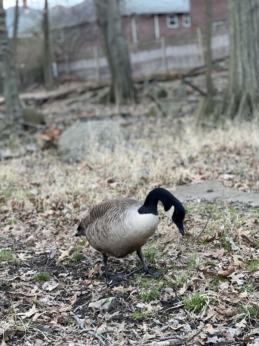 Canada Goose - harly weinstock