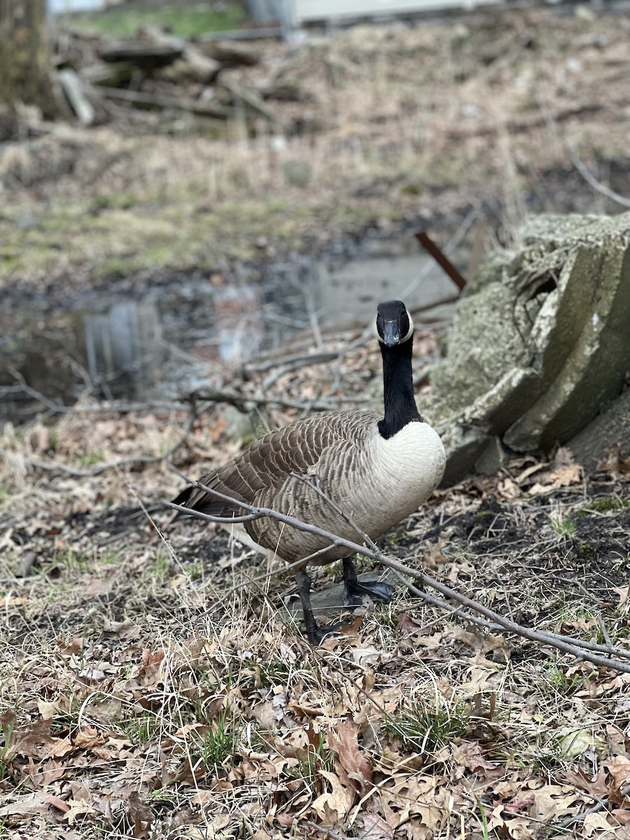 kanadagås - ML616831929