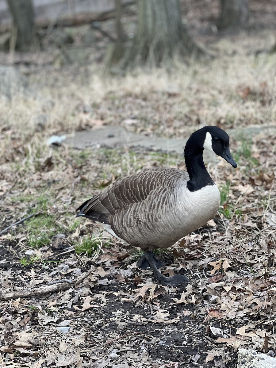 kanadagås - ML616831930