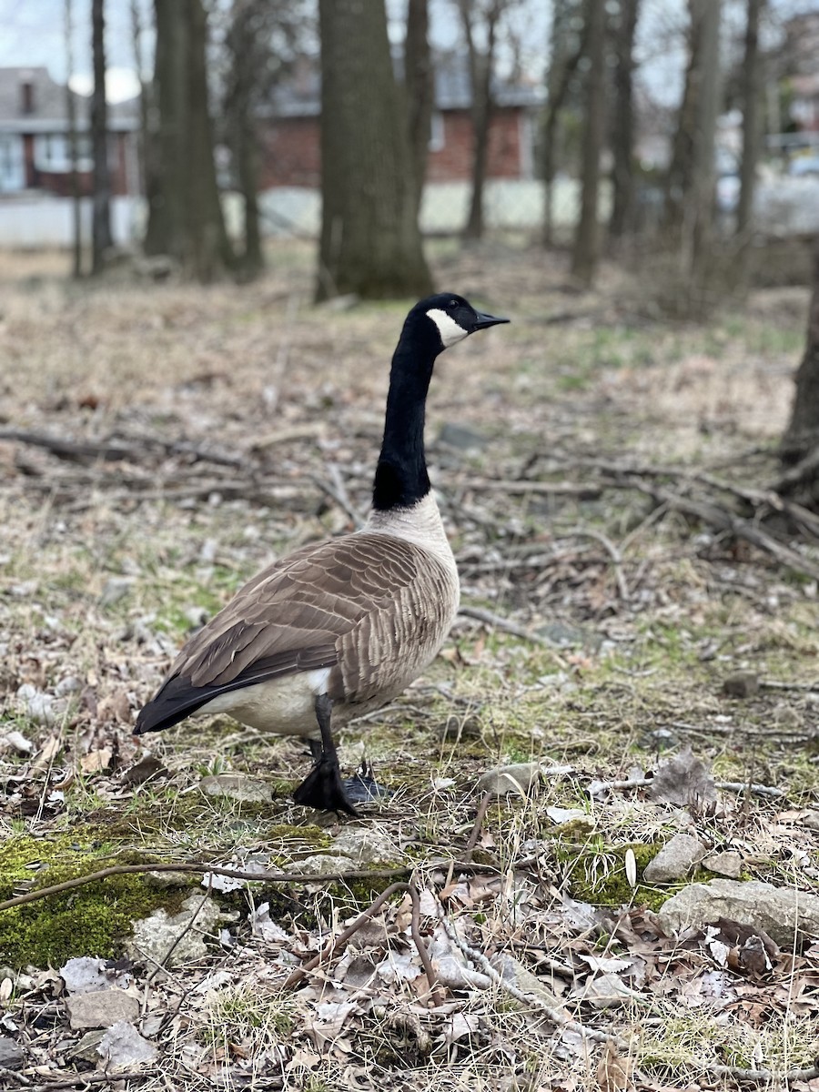 Canada Goose - ML616831931