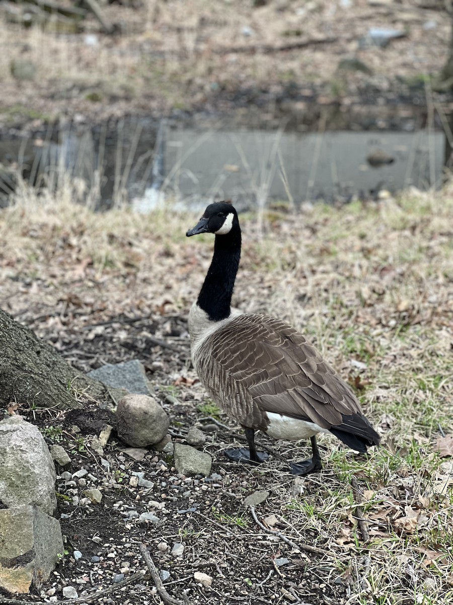 kanadagås - ML616831932