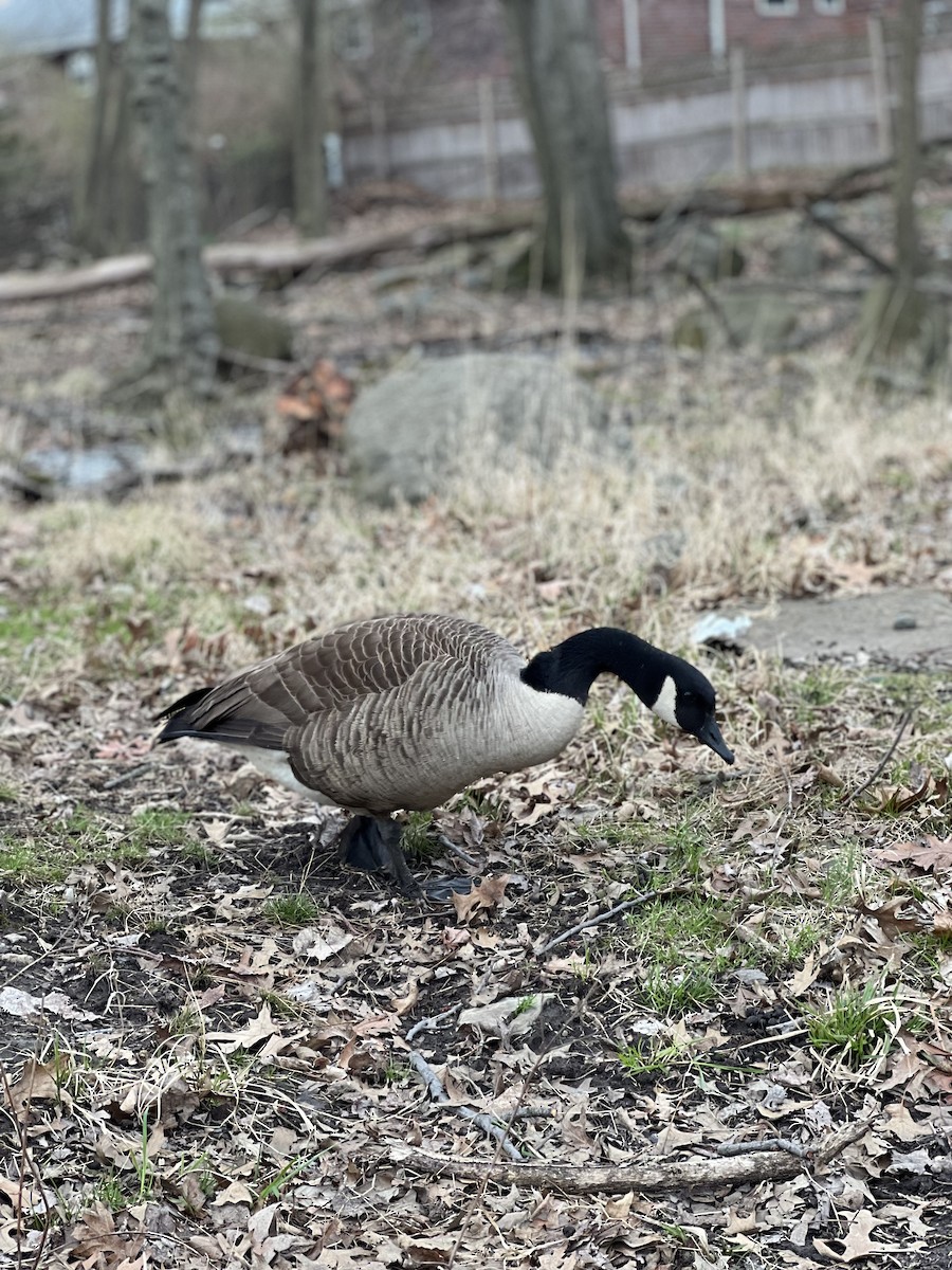 kanadagås - ML616831933