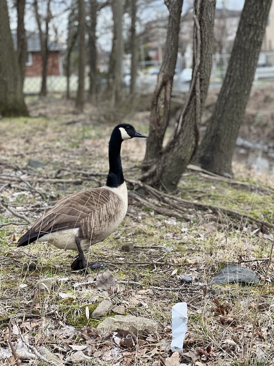 kanadagås - ML616831934