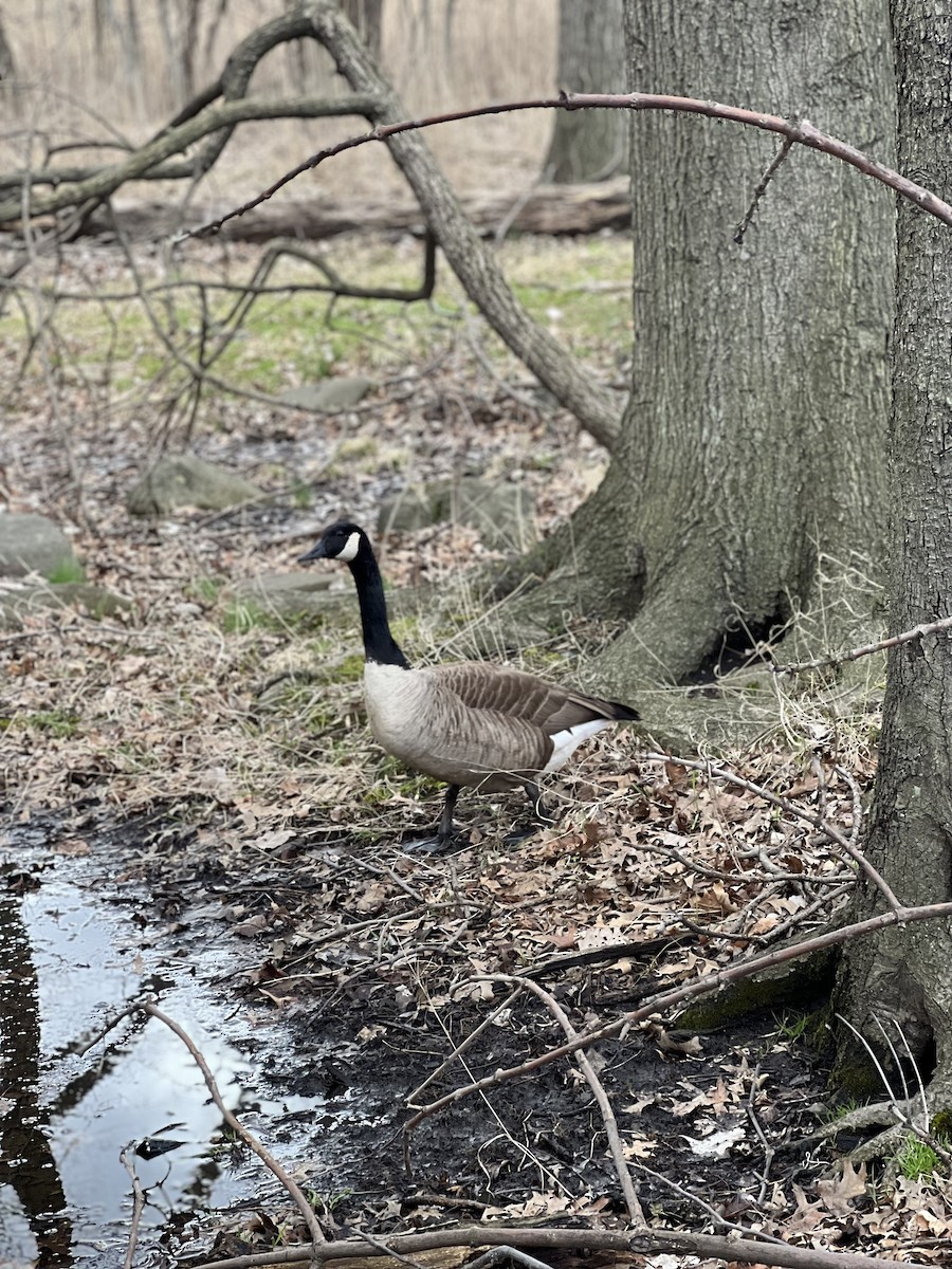 ברנטה קנדית - ML616831935