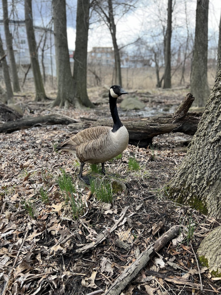 Canada Goose - ML616831936